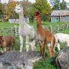 Alpaca Tour around New Earth Estate