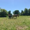 Carriage Driving around New Earth Estate