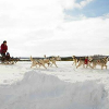 Dog Sledding around New Earth Estate