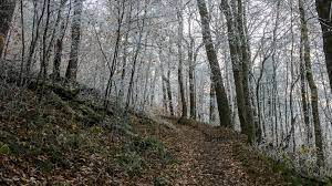 Forestbathing at New Earth Estate