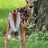 Wild life at New Earth Estate