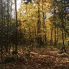 New Earth Estate Fall