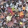 Fall Foliage at New Earth Estate