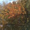 Fall at New Earth Estate