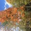Fall at New Earth Estate