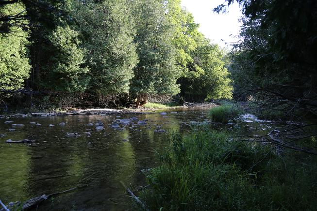 Black's creek at New Earth Estate