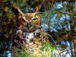 Birdwatching at New Earth Estate